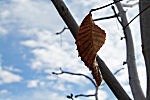 The Last Leaf